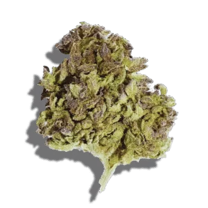 Haupia Weed Strain Hybrid THCA flower - lab-tested hemp-derived flower from THC Central