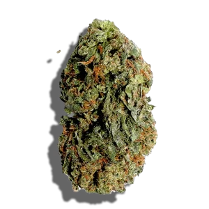 Popcorn Jack Herer OG Strain