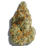 Black Maple Strain Hybrid THCA flower - lab-tested hemp-derived flower from THC Central